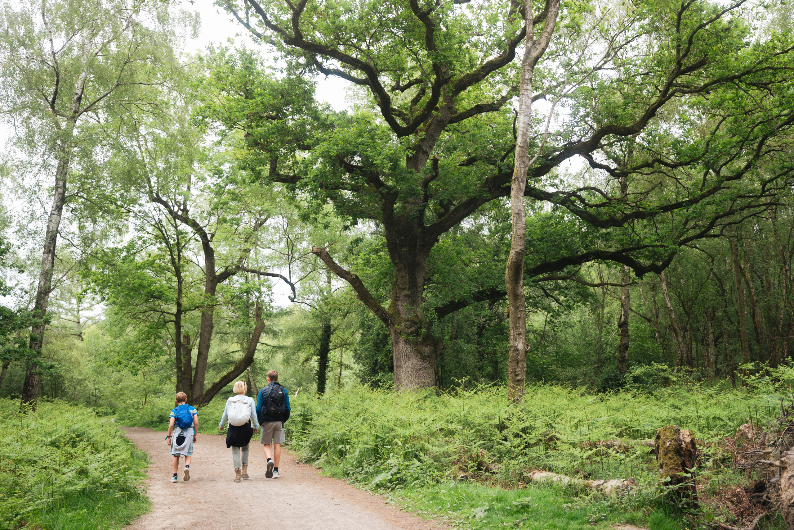 Haughmond Hill Family Walk – Woodland Trails with Shrewsbury Views