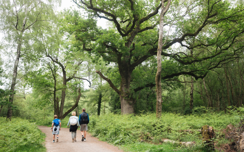 Haughmond Hill Family Walk – Woodland Trails with Shrewsbury Views