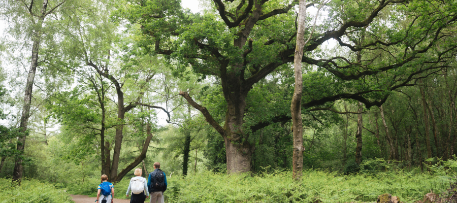 Haughmond Hill Family Walk – Woodland Trails with Shrewsbury Views